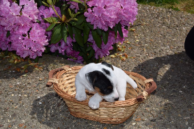 de la Haute Fougère - Jack Russell Terrier - Portée née le 17/04/2024